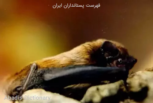 فهرست پستانداران ایران